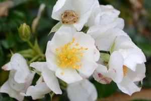 20150613　6月の花３　バラ　スノーコーン